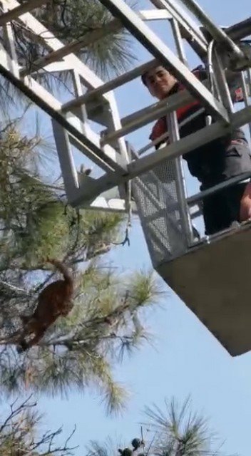 Dokuz Gündür Ağaçta Mahsur Kalan Kedinin Yardımına Kuşadası Belediyesi Koştu