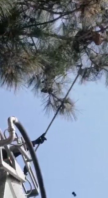 Dokuz Gündür Ağaçta Mahsur Kalan Kedinin Yardımına Kuşadası Belediyesi Koştu
