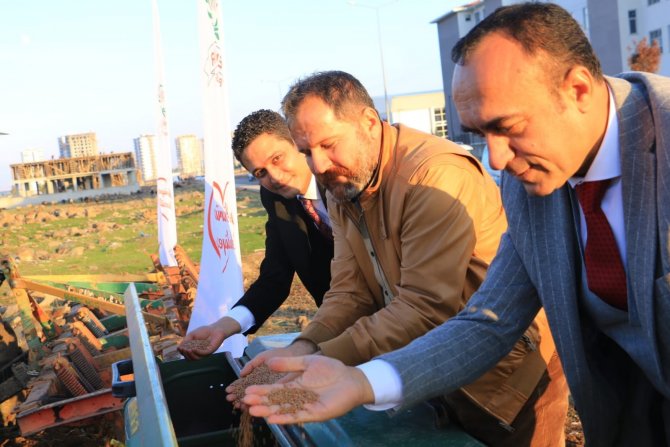 Yenişehir Belediyesi Atıl Araziyi Değerlendirerek Mercimek Ekti