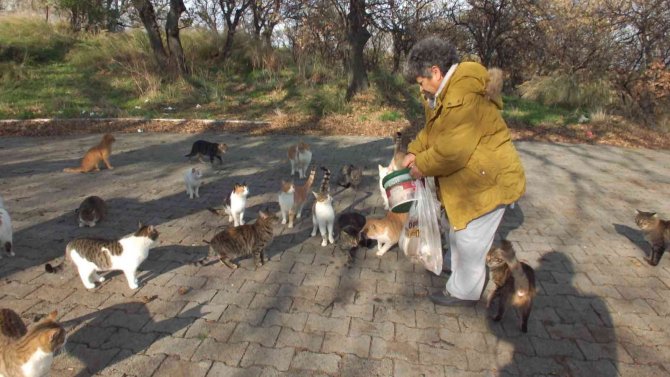 Balıkesir’de Emekli Hemşire 18 Yıldır Sokak Kedilerini Besliyor