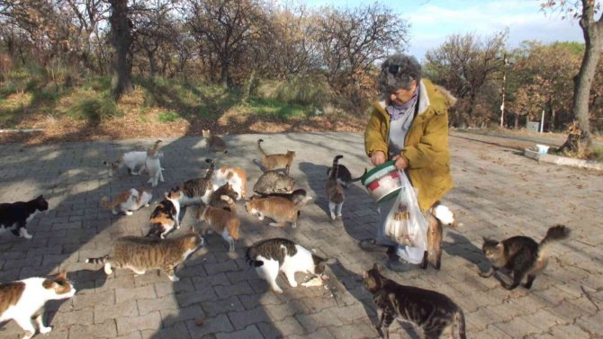 Balıkesir’de Emekli Hemşire 18 Yıldır Sokak Kedilerini Besliyor