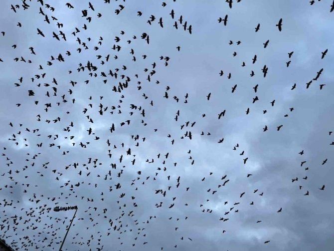 Tekirdağ’da Karga Sürüsü Gökyüzünü İstila Etti