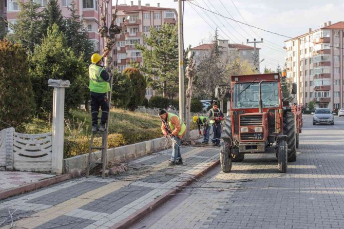 Mahallelerde Ağaç Budama Çalışmaları