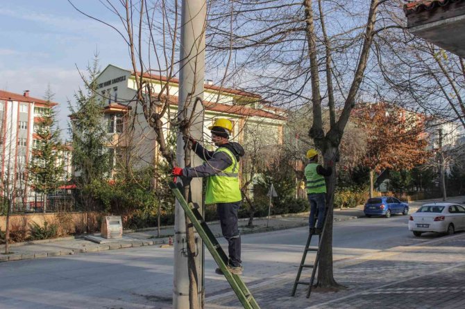 Mahallelerde Ağaç Budama Çalışmaları