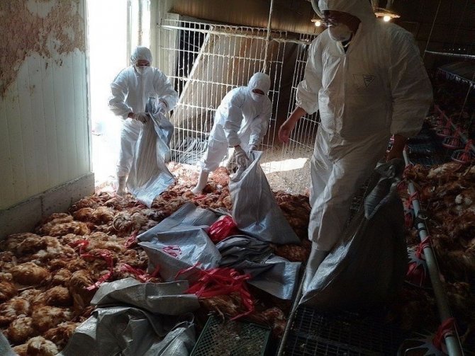 Tayvan’da Kuş Gribi Alarmı: 8 Bin 599 Tavuk İtlaf Edildi