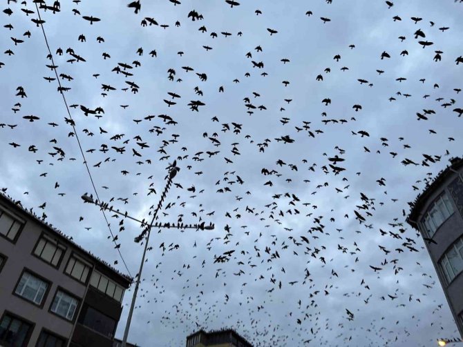 Tekirdağ’da Karga Sürüsü Gökyüzünü İstila Etti