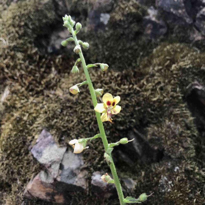 Prof. Dr. Ersin Karabacak: "Benlisığırkuyruğu Türünün Nesli Yüksek Tehdit Altındadır"