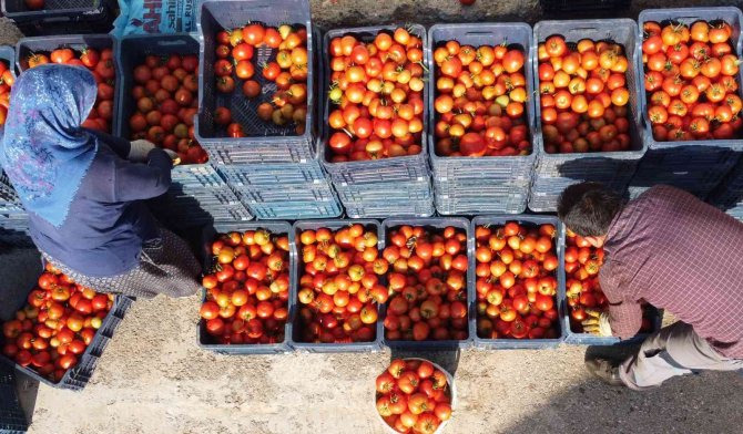 Örtü Altında Domates Hasadı Başladı: İ̇lk Ürünler Dünya Kupası Maçı Oynanan Katar’a