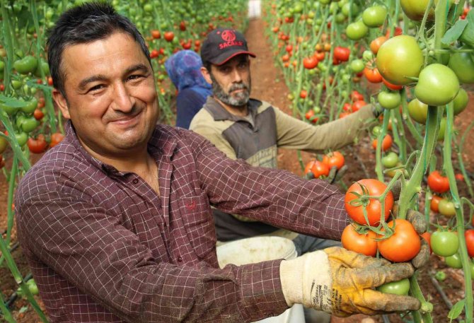 Örtü Altında Domates Hasadı Başladı: İ̇lk Ürünler Dünya Kupası Maçı Oynanan Katar’a