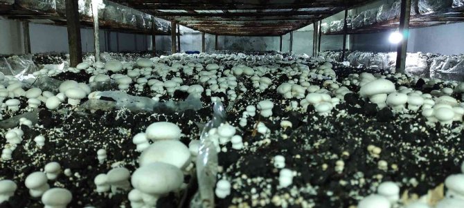 Köye Üretim Üssü Kurdu, Şehrin Mantar İhtiyacını Karşılıyor