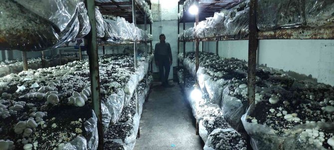 Köye Üretim Üssü Kurdu, Şehrin Mantar İhtiyacını Karşılıyor