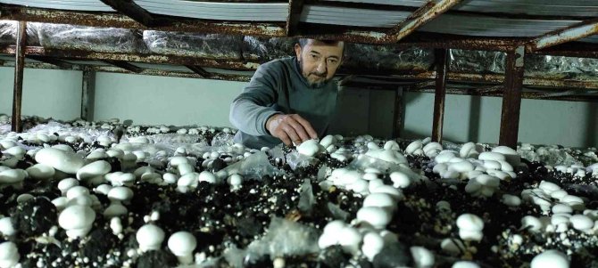 Köye Üretim Üssü Kurdu, Şehrin Mantar İhtiyacını Karşılıyor