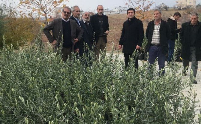 Sincik’te Çiftçilere Zeytin Fidanı Dağıtıldı