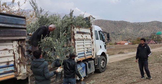 Sincik’te Çiftçilere Zeytin Fidanı Dağıtıldı