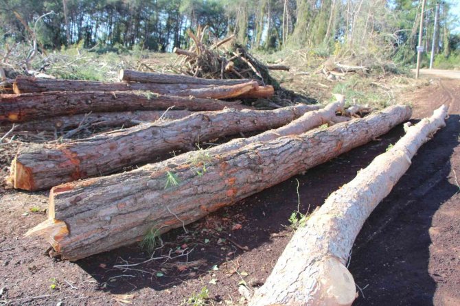 Yeni Mezar Yeri Açmak İçin Ağaçları Kesip, Eski Mezarları Tahrip Ettiler