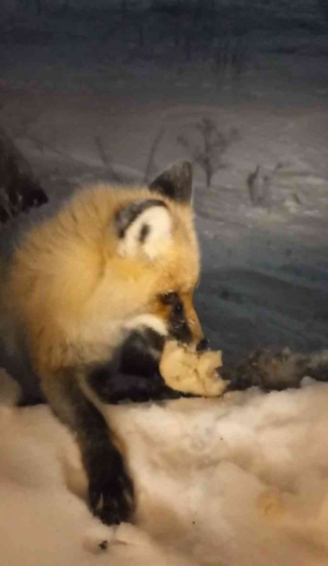 Bakımevine Gelen Tilkiyi Her Gün Eliyle Besliyor