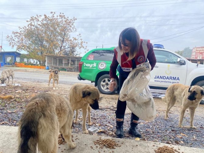 Jandarma Ekipleri Patili Dostlarını Unutmadı