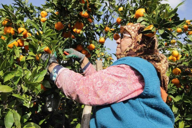 Havran Mandalinası’na 1915 Çanakkale Köprüsü Ve Kazdağları Tüneli Piyangosu