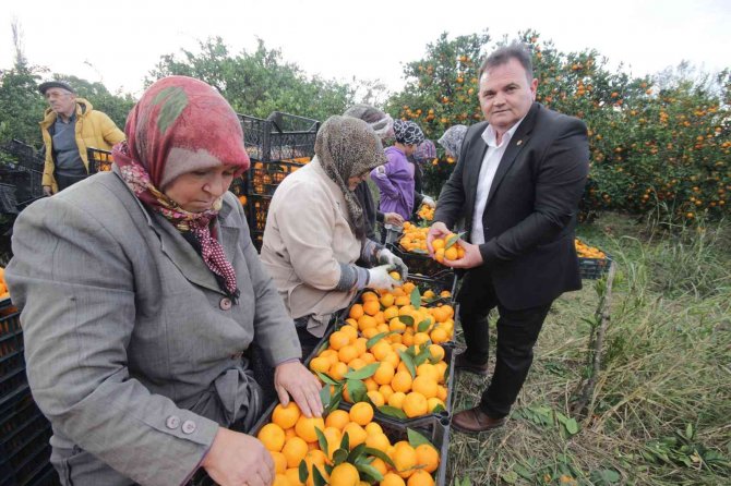 Havran Mandalinası’na 1915 Çanakkale Köprüsü Ve Kazdağları Tüneli Piyangosu