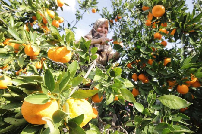 Havran Mandalinası’na 1915 Çanakkale Köprüsü Ve Kazdağları Tüneli Piyangosu