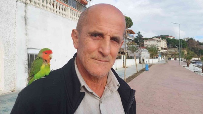 Stresli Papağanı Kendine Yoldaş Edindi, Her Yere Omzunda Götürüyor