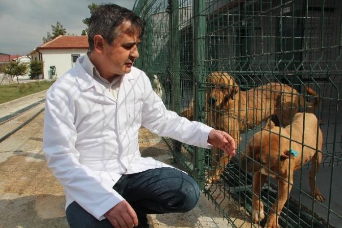 Bilecik’te 800 Kedi Ve 2 Bin Köpeği Kısırlaştırıp Çip Takıldı