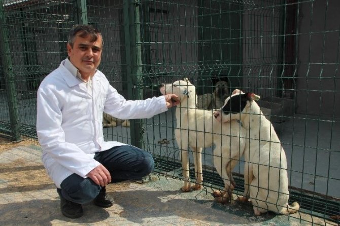 Bilecik’te 800 Kedi Ve 2 Bin Köpeği Kısırlaştırıp Çip Takıldı