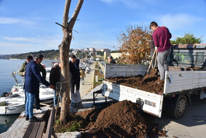 Yıkılma Tehlikesi Oluşan Ağacın Yerine Yenisi Dikildi