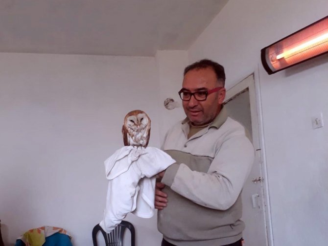 Sulama Havuzuna Düşen Peçeli Baykuşu Kurtarıldı