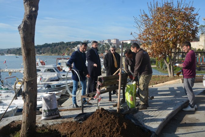 Yıkılma Tehlikesi Oluşan Ağacın Yerine Yenisi Dikildi