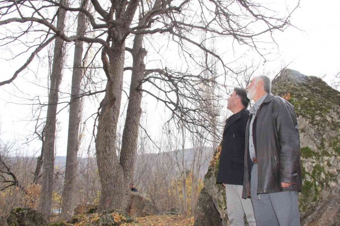 Türkiye’nin En Büyük Fındık Ağacı Giresun’da