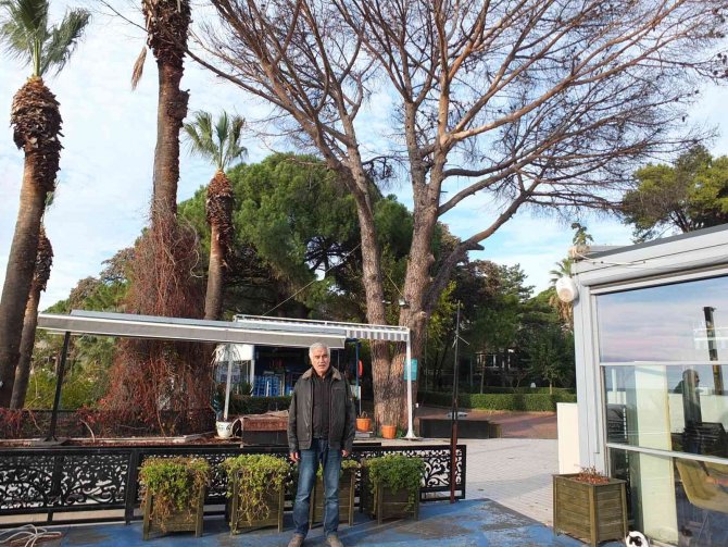 Balıkesir Ören Sahili’nde Kuruyan Ağaçlar Tedirgin Etti