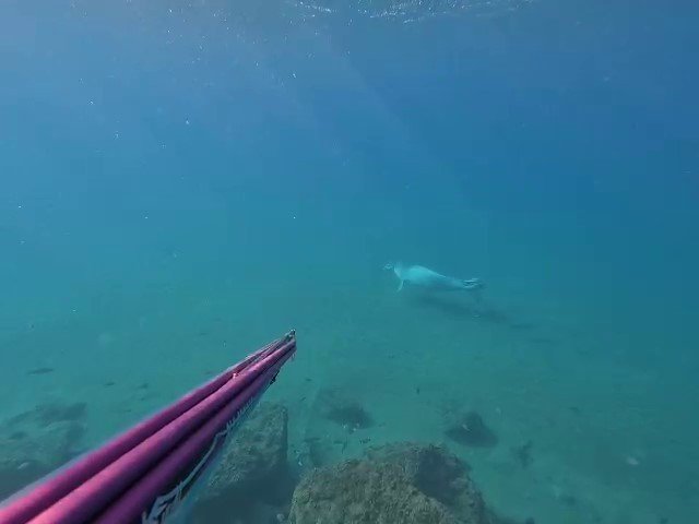 Akdeniz Foku Su Altında Uyurken Görüntülendi