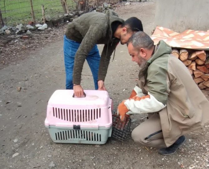 Yaralı Halde Bulunan Şahin Tedavi Altına Alındı