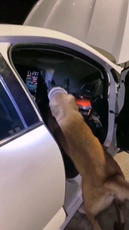 Narkotik Köpeği Aracın Torpido Gözündeki Uyuşturucuyu İşte Böyle Buldu