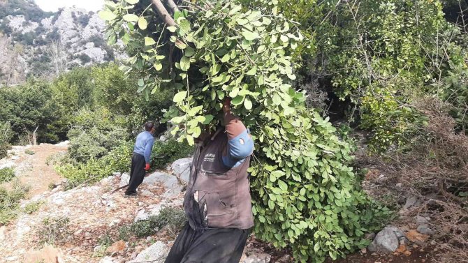 Ormanın Definesi "Defne" De Hasat Zamanı