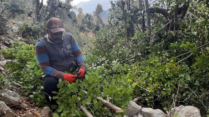 Ormanın Definesi "Defne" De Hasat Zamanı