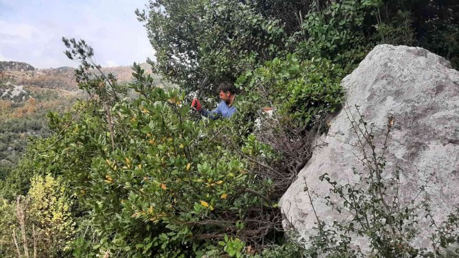 Ormanın Definesi "Defne" De Hasat Zamanı