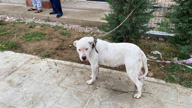 Yasaklı Irk Köpeğe Duygusal Veda: "Hoşça Kal Patron"