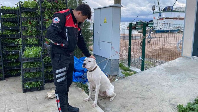 Yasaklı Irk Köpeğe Duygusal Veda: "Hoşça Kal Patron"