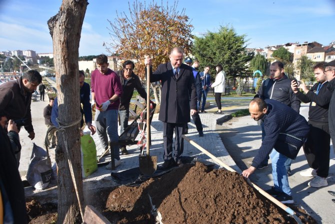Yıkılma Tehlikesi Oluşan Ağacın Yerine Yenisi Dikildi