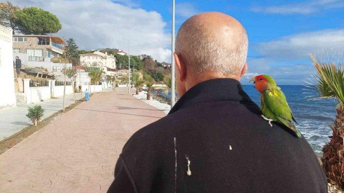 Stresli Papağanı Kendine Yoldaş Edindi, Her Yere Omzunda Götürüyor