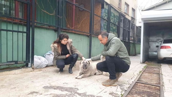 Tunceli’de Sokak Hayvanlarını Aşılama Kampanyası Başlatıldı