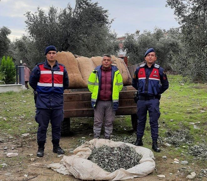 Zeytin Hırsızları Yakalandı, 18 Kişi Tutuklandı
