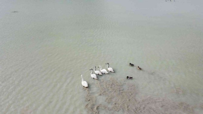 Arin Gölü Son Misafirlerini Ağırlıyor