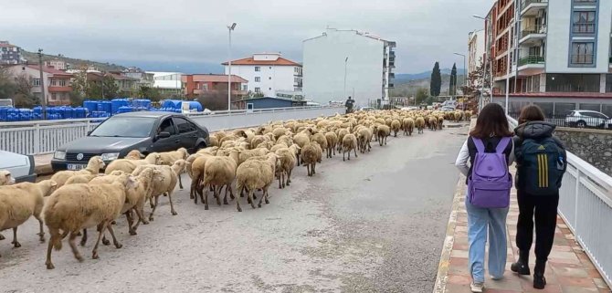 Kent Merkezinden Geçen Koyun Sürüsü İlginç Görüntü Oluşturdu