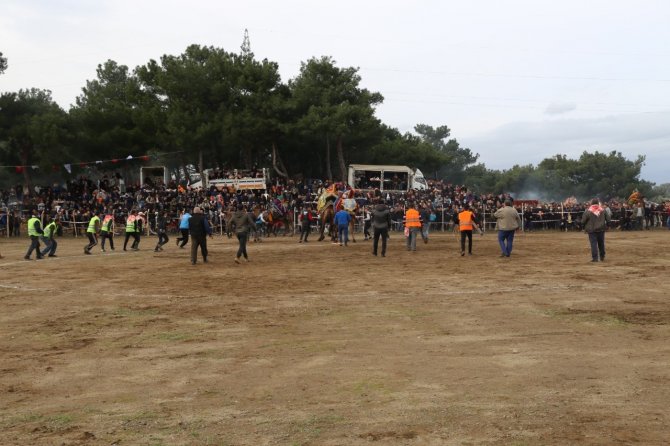 Burhaniye’de Deve Güreşleri Başlıyor