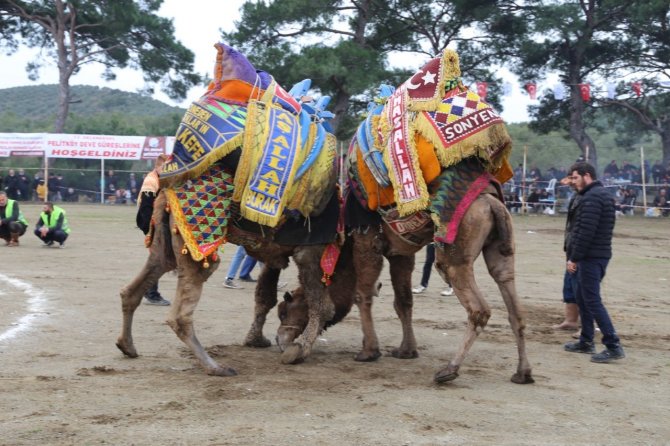Burhaniye’de Deve Güreşleri Başlıyor