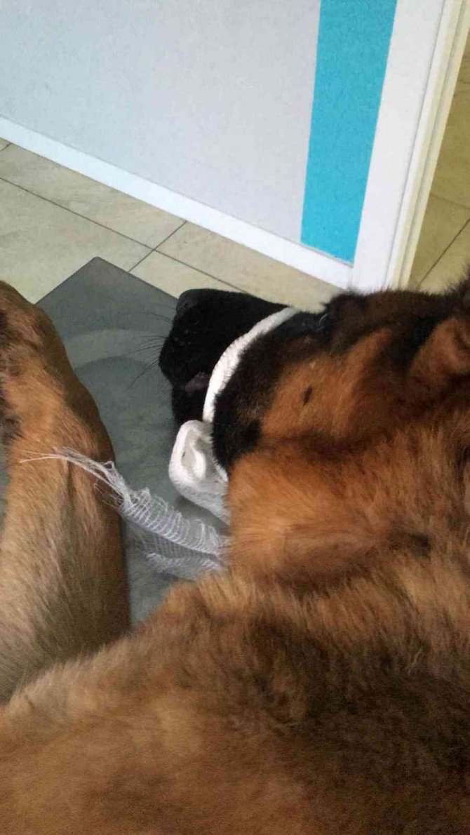 Kayıp Köpek “Hera”, Yaralı Halde Bulundu