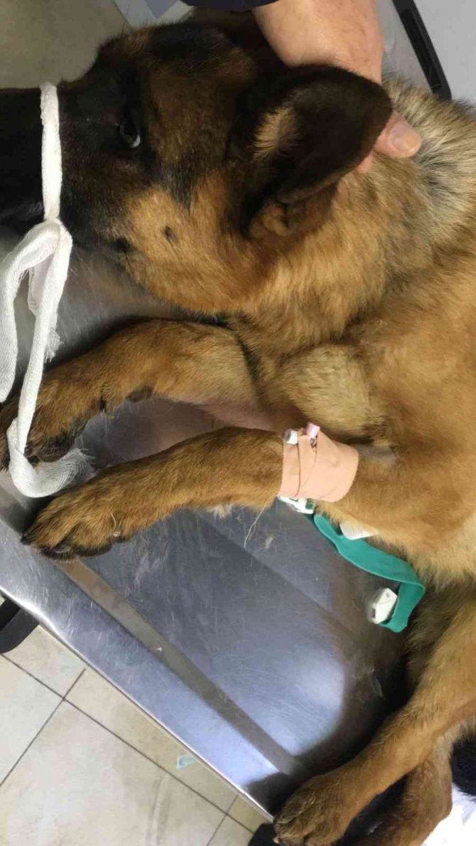 Kayıp Köpek “Hera”, Yaralı Halde Bulundu